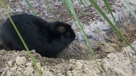 Rabbit digs trench in yard continued