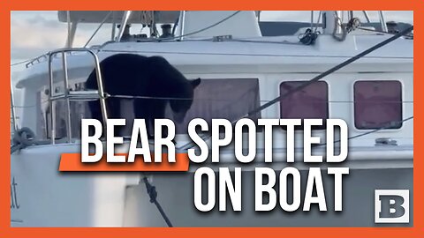 A BEARY Odd Captain! Bear Spotted Hanging Out on Boat in Florida