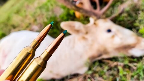 6mm Creedmoor vs Trophy Fallow Deer!!! 🦌🦌🦌