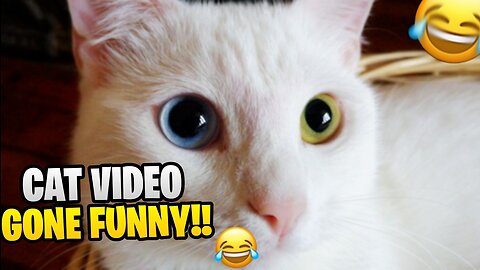 Cute Cat Funny Cat Kitten - Funny Cat Compilation