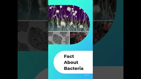 Fact about Bacteria