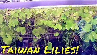Outdoor Taiwan Lily Aquarium Growth Explosion