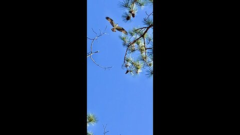 The Osprey’s are hunting the perfect place to build their love nest.