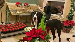 Pets say goodbye to the Christmas decorations