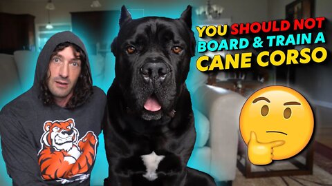 Why You Should Not Board & Train a Cane Corso