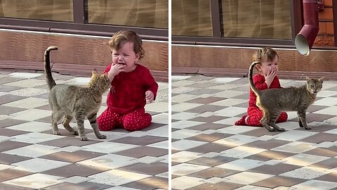Cat trying to calm baby goes hilariously wrong