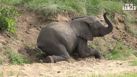 African Elephant Herd At The River Enjoying Life