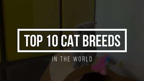 Top 10 Cat Breeds In The World
