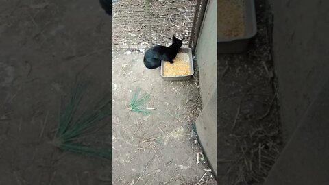 Cat eating the Duck food