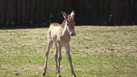 Rare Onager Foal Born At Zoo After Year-Long Pregnancy