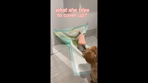 Cute dog talking / funny pet/ what she tries to cover up ?