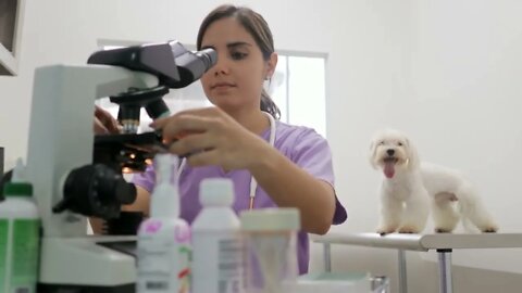 Clinic Staff With Woman Working As Veterinary In Pet Shop