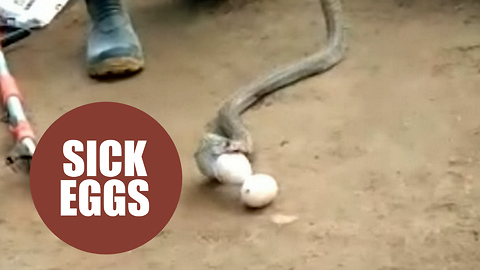 Moment a greedy cobra bit off more than it could chew - and regurgitated four whole eggs.