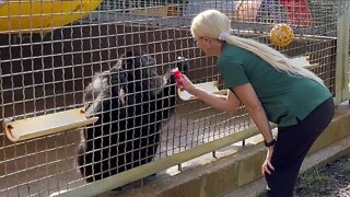 Palm Harbor's Suncoast Primate Sanctuary is a good home for great apes and monkeys