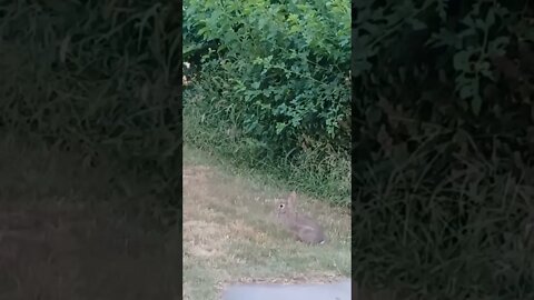 Cute Mankato Bunny