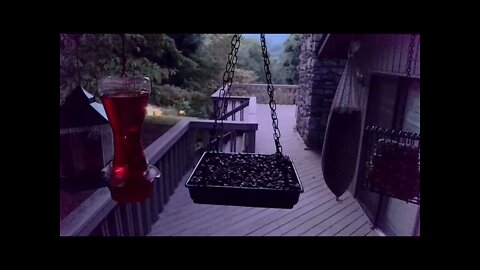 Live Bird Feeder in Asheville NC. In the mountains. Aug. 5 2021