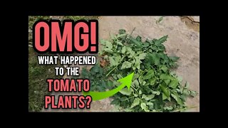 OMG What Happened to the Tomatoes Plants? - Ann's Tiny Life and Homestead