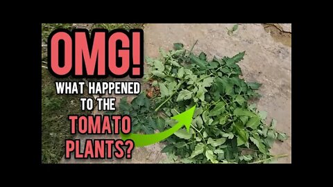 OMG What Happened to the Tomatoes Plants? - Ann's Tiny Life and Homestead