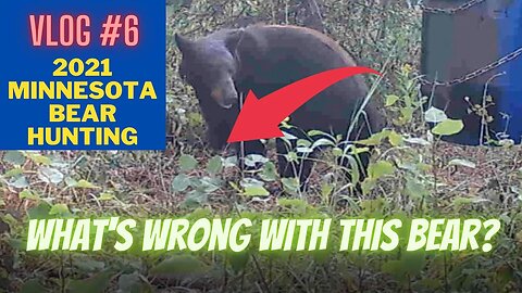 Minnesota Bear Hunting VLOG #6 | Progress & A Mystery