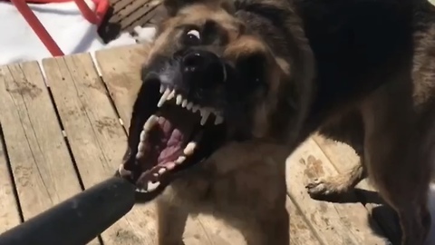 German Shepherd Humorously Plays With Leaf Blower