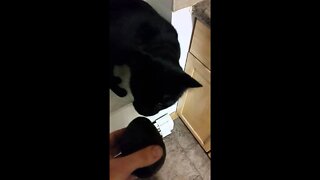 cat wants more food