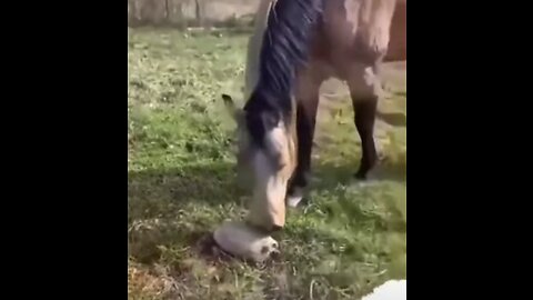 🤣🤣dog and horse get scared by turtle #shorts🤣🤣