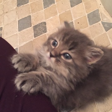 Kittens adorably play with one another on staircase