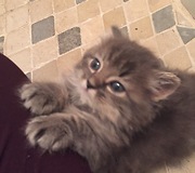 Kittens adorably play with one another on staircase