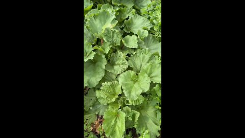 Rhubarb second cutting