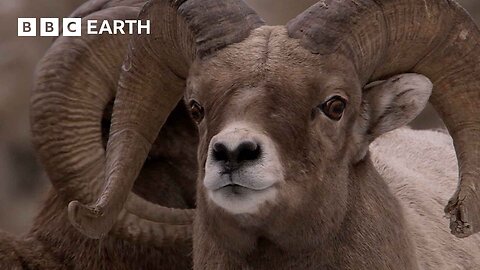 Bighorn Sheep Battle For Mating Rights Yellowstone