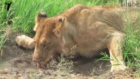 Lioness Drinking