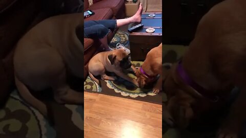 Best friend puppies LonelyCreek Bullmastiff PuppyCreek Bordeaux