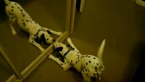 Dalmation Dog Plays With Reflection! #Dogs #FunnyVideos