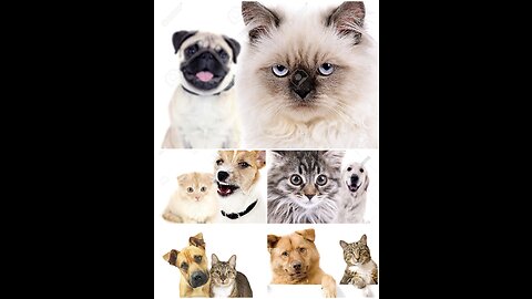 Hear dog and cat so cool and angry all behaviour