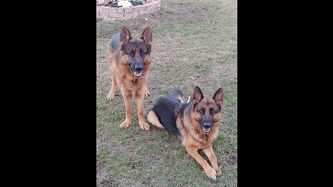 German Shepherds Swimming in the River Alapaha River Property WATCH OUT FOR GATORS