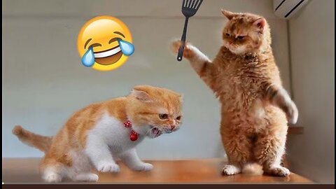 Funny animals _ Funny cats/dogs - funny animal video best videos of 2023