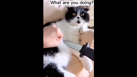 Funny cat short video