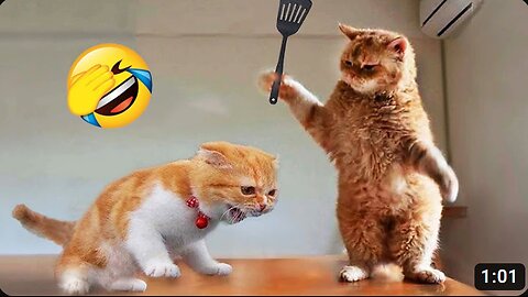 Download Funniest Animals 2023 😂 New Funny Cats and Dogs Videos 😻🐶 Part 1