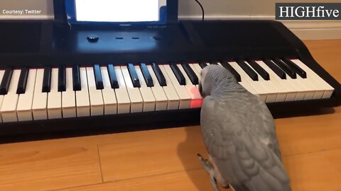 Extremely Intelligent African Gray Plays The Keyboard