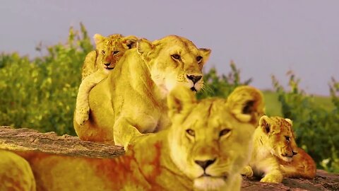 Top 10 African Safari Countries- A Wildlife Adventure