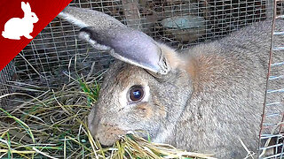 Nesting Time: Watch a Rabbit Get Ready for Birth