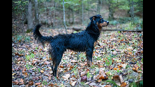 English Shepherd Tracker Training