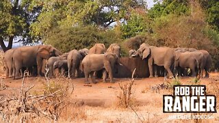 Thirsty African Elephants Drink At A Reservoir | Kruger National Park