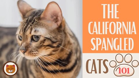🐱 Cats 101 🐱 CALIFORNIA SPANGLED - Top Cat Facts about the CALIFORNIA S