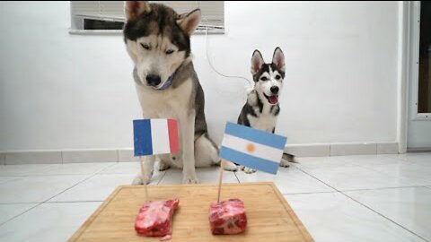 Husky & Puppy Predict The 2022 World Cup Final..