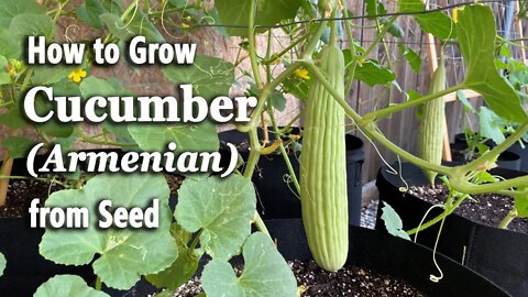 How to Grow Cucumbers from Seed in Containers - Easy Planting Guide