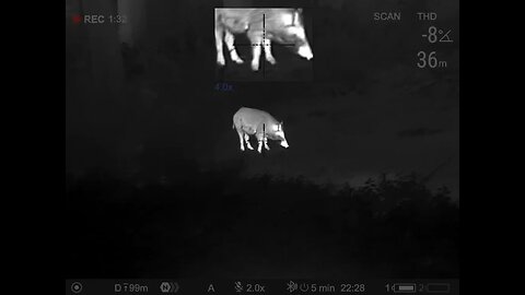 Wild boar hunt on Pulsar Thermion 2 XP50 Pro LRF