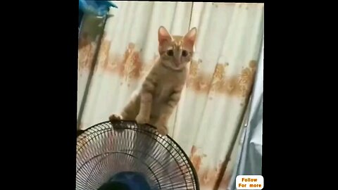 funny cat🤣😂 trending video