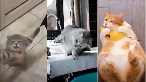 Funniest Cat Videos That Will Make You Laugh