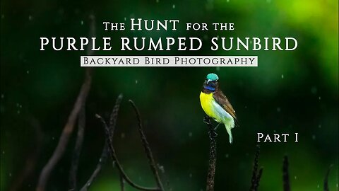 The Hunt for the PURPLE RUMPED SUNBIRD - Part 1 | BIRD PHOTOGRAPHY in Mumbai